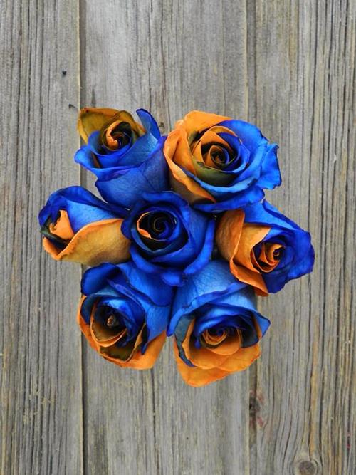 ORANGE & BLUE BI-COLOR  TINTED ROSES